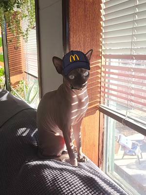 A post by @roseandthings on TikTok caption: Zara doesn't understand her new job.  #micdonalds #micat #foryou  #foryoupage  #cat  #sphynx #fyp  #pets  #PetsOfTikTok  #work #confused 