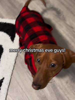 A post by @gideonthedachshund on TikTok caption: #dachshund #christmas 