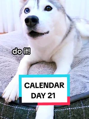 A post by @skaya.siberian on TikTok caption: Skaya's Advent Calendar! 🎁 (Day 21)