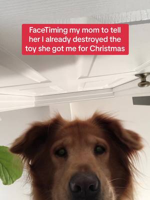 A post by @leo_atlas_golden on TikTok caption: They never last. #fyp #dogsoftiktok #christmas 