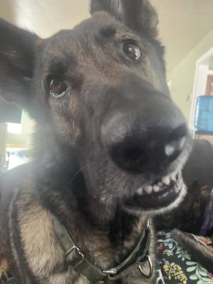 A post by @farrierbrenna on TikTok caption: Roger is requesting anyone to come play with him, we have covid and hes soooo bored. #covid #dogsofttiktok #cute #gsd #sendhelp 