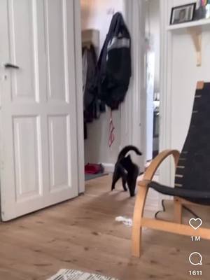 A post by @inna6612 on TikTok caption: Le chat qui nous a matrixé😅🤣