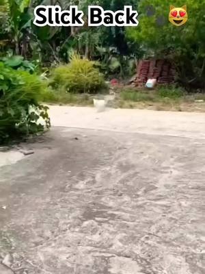 A post by @dream_car_gtr_bro on TikTok caption: 🤣🤣#cat #pets #dog #animal #funny #funnyvideos #fyp #viral 