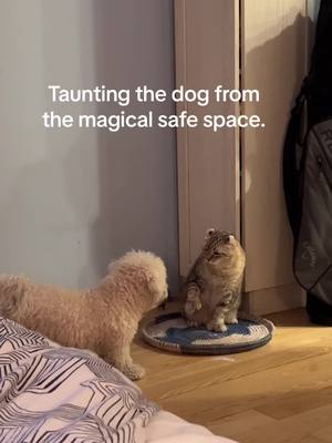 A post by @saraandsophiehighlanders on TikTok caption: And they both the magic #catsoftiktok #saraandsophie 