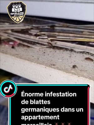 A post by @brigade_extreme on TikTok caption: Enorme infestation de blattes germaniques dans un appartement marseillais. Il faudra une dizaine d’heures à 2 techniciens expérimentés pour aspirer, nettoyer, jeter les ordures, désinsectiser et ainsi éradiquer les milliers d’insectes qui s’étaient installés dans une petite cuisine d’un appartement et avaient fini par envahir l’ensemble de l’immeuble. #pourtoi #brigadeextreme #hygisud3d #marseille #cafard #blatte #blattes #diogenes #diogene #punaisesdelit #bedbugs #foryou #punaisedelit #fypシ #infestation #fyp @soniaparodi5 @Le Marseilleur 