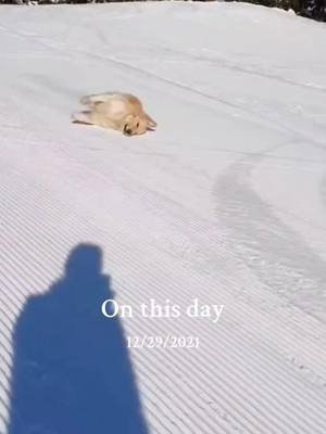 A post by @honeycutepet on TikTok caption: #onthisday