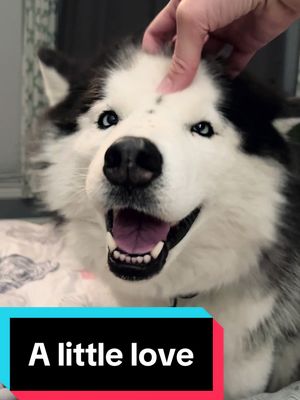 A post by @margothehuskypup on TikTok caption: I love when she actually lets me pet her. #husky #huskiesoftiktok 