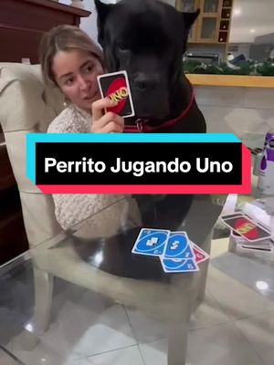 A post by @canecorso_kennel on TikTok caption: Ceo se vuelve viral queriendo jugar @uno  ¿tú lo dejarías jugar? ¿ganaremos con la carta que eligió? #uno #canceroso #funnydog #viral #tiktoker 