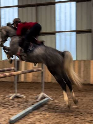 A post by @mariep.mrx on TikTok caption: Hawaiou 🤩🥰 #jumping #horsesoftiktok 