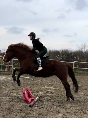 A post by @clo_eventing on TikTok caption: Petite seance de directionnel en cordelette 🤍 #fyp #foryou #pourtoi #saut #obstacles #jump #horse #cordellette 