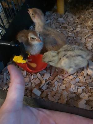 A post by @lemnipawsitive on TikTok caption: #chicks #coturnixquail #quail #babyanimals #cuteanimals #watering 