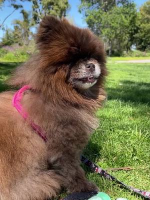 A post by @cocoapuff_pom on TikTok caption: Happy New Year and a fond goodbye to 2023 #pomeranian #2023highlights #happydog 