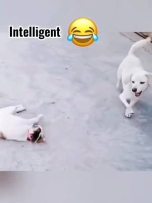 A post by @funny_animals745 on TikTok caption: #funnyvideos #dog #cats #foryou #cat #chien #animalsoftiktok 