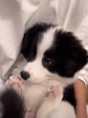 A post by @lifefunction5 on TikTok caption: Share a super cute puppy!!#pet #cute #dogs 