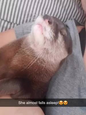 A post by @wtzoofari on TikTok caption: Izzy the Otter 🥰🥰 fighting that nap just like the toddler she is. Happy New Year Everyone!🥳 We are launching Zoofari Kidz this weekend. Is you have an animal crazy kid this subscription box is for them. The website will be live Friday night. #zoofarikidz #ottersoftiktok #cuteanimals #izzytheotter #kidssubscriptionbox #foryoupage #smiledaychallenge #happynewyear 