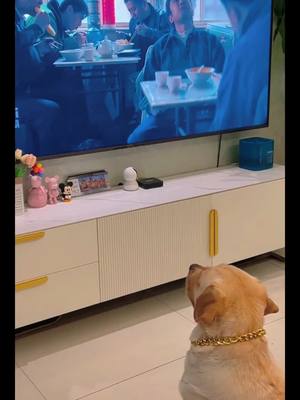 A post by @nzcutepet on TikTok caption: The puppy is hungry…#dog #dogs #animals #pet #cute 