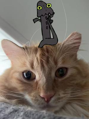 A post by @floandfrankiesmom on TikTok caption: 🕺 #toothlessdancing #toothlessdragon #floandfrankie #catsoftiktok #cattok 