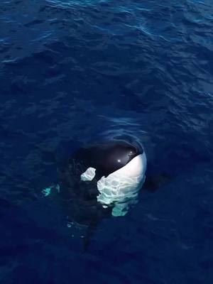 A post by @seaquestkayak on TikTok caption: 🎥@whatcameradoyouhave | shot on @djiglobal with @pacificoffshore #orca #killerwhale #ocean #whale #seaworld #orcas #whales #whalewatching #dolphin #photography #nature #travel #sea #wildlifephotography #wildlife #killerwhales #blackfish #animals #animal #naturephotography #Love #marinelife #seaworldorlando #art #dolphins #seaworldsandiego #alaska #florida #picoftheday #seaworldcares 