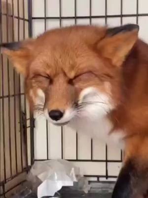 A post by @foxhub30 on TikTok caption: #foxes || Eepy Foxes <33 || #fyp #fypシ #fypage #fypシ゚viral #trending #viral #xybca  #fox #foxesoftiktok #foxlover #foxlovers #furry #foxlove #foxsupremacy #animal #animals #animalsoftiktok #animallover #animallove #eepy #eepyfox #eepygang #sleepy #nature #naturelove #naturelover #autism #autistic #autisticteen #autistictiktok #autisticcreator #specialinterest #specialinterests #hyperfixation #neurodivergent #neurodivergenttiktok 