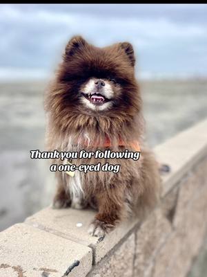 A post by @cocoapuff_pom on TikTok caption: Adopted in 2019 after recoverin from a broken elbow and with one eye, Cocoa takes advantage of her life #pomeranian #happydog #dogmomlife 