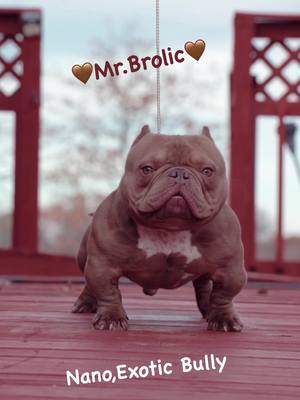 A post by @brolic_bullies_ec on TikTok caption: Replying to @rafaelhernande693 Did you miss me?🤎😈…#americanbully #exotic #bullybreeds #chencho #fyp 