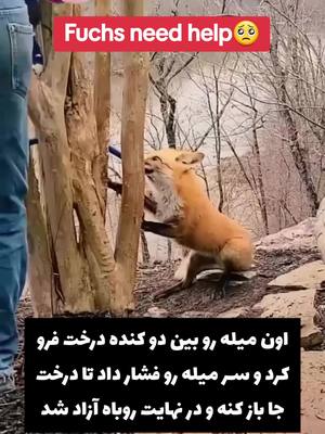 A post by @3ekanstak on TikTok caption: #3ekanstak #تیک_تاک_ایرانی #تیک_تاک_افغانی #سکانس_تک 