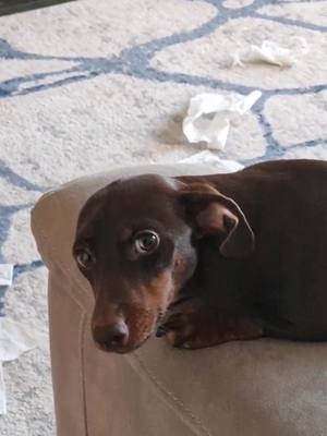 A post by @connieminidachshund on TikTok caption: Who could this have been?…👀 #dachshundsoftiktok ##dachshundpuppy#puppylife #puppyparents #sausagedogpuppy #dachshund #dachshundlife #dogsoftiktok #wasntme 