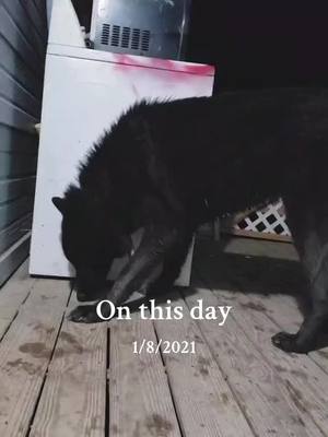 A post by @trickster.loki on TikTok caption: #onthisday #foryou #fyp #midcontentwolfdog #blackphasewolfdog #realwolfdog #wolfdogsoftiktok #wolfdoglovers #goofy 