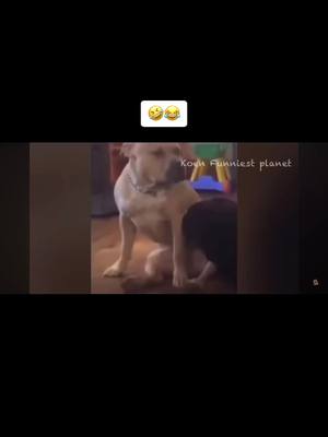 A post by @dream_car_gtr_bro on TikTok caption: Nos animaux sont nos amis a vie ! 😂🤣 #foryou #funny #😂 #capcut #Love #funnyvideos #fun #animal 