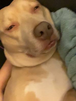 A post by @bridgert on TikTok caption: A mood #dogsoftiktok #dog #pitbullsoftiktok #pitbull #pittylove