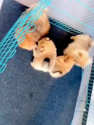 A post by @lifefunction5 on TikTok caption: Little puppy!!!!!#dogs #pet #cute 