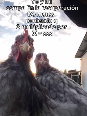 A post by @xxhackxx3 on TikTok caption: No hay fallas en la lógica 😎🤑🤑😶 #meme #gallinas #chipi #humor #memesxd #parati 