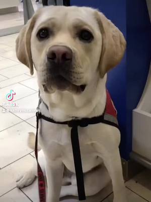 A post by @kathryns.canines on TikTok caption: can’t believe it’s been 4 years since this video! miss this dog but proud of him as he’s living out his forever as a service dog <3 #buildabear #cutedog #servicedog #dog 