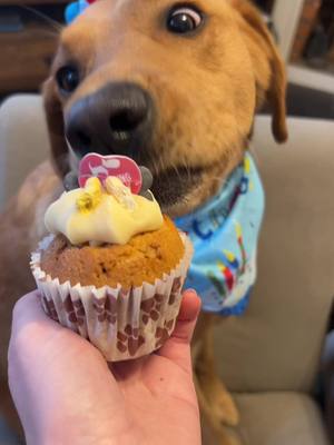 A post by @otis_thelab on TikTok caption: Happy second birthday Otis #dog #happybirthday #saltburn #happy #puppy #instagram #cake #birthdayboy #dogbirthday 