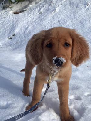 A post by @goldenbrook on TikTok caption: Snow snacks: the original ‘chilled’ treat #goldenretriever 