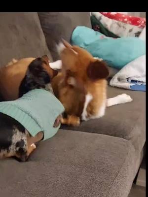 A post by @exclusivelyurmom on TikTok caption: when little brother is annoying you,  you give the side eye #fyp #featureme #tiktokpartner #LifeOnTikTok #corgi #dauschund #doxie #weinerdog #brother 