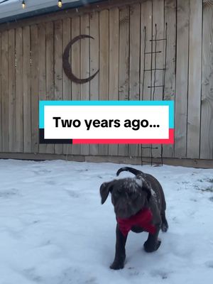 A post by @danza.family on TikTok caption: 2 years ago. Chesapeake Bay Retrievers are truly the best fur babies 🐾❤️ So jouful, full of life, and loving… oh, and did we mention stubborn? 😂 We love Nessie with our entire being. She is such a good sister to her disabled sister, our cat named Danza. She is patient and respectful and loved to gently play with her. We are so lucky to be parents to these special creatures. #petparent #capcut #chessie #chesapeakebayretriever #retrieversoftiktok #dogoftheday #doggo 