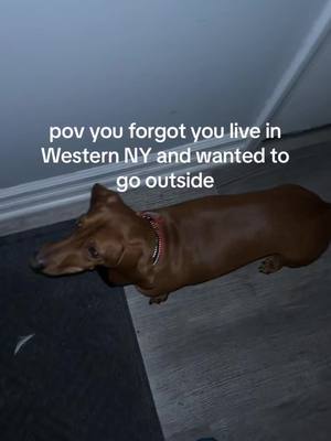 A post by @gideonthedachshund on TikTok caption: 😂😂  #westernny #buffalony #snow #real #viraldogvideos #dauchshund #dogoftiktok #gideonthedachshund