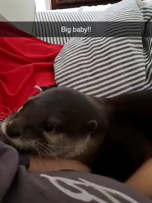 A post by @wtzoofari on TikTok caption: Izzy always crying for all the attention. I love how vocal she is with me. We have our own little conversations. #ottersoftiktok #otters #foryoupage #fypotter #otterlover #weboughtazoo 