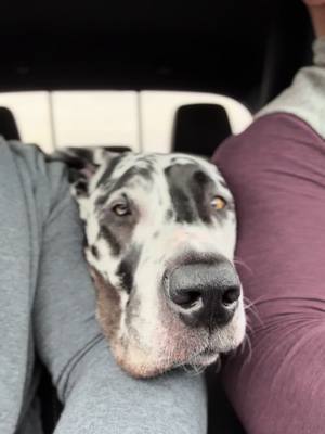 A post by @titan.and.his.dads on TikTok caption: Using his dads’arms to stay warm 💕🐶 #GreatDane #DogDads #DogDadsOfTikTok #greatDanesofTikTok 