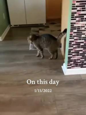 A post by @honeycutepet on TikTok caption: #onthisday