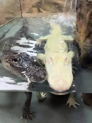 A post by @hekabbas on TikTok caption: Beautiful Alligators 🐊#reptile #alligator #crocodile #nature #wildlife #vacation #family #adventure #fun #crazy #amazing 