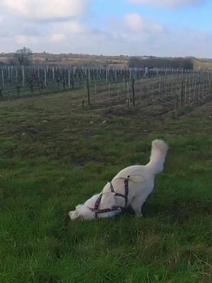 A post by @aanais.6.9 on TikTok caption: Un moment dans la journée de Nym #CapCut #bbs #dog #doglover #bestfriend #insta360 