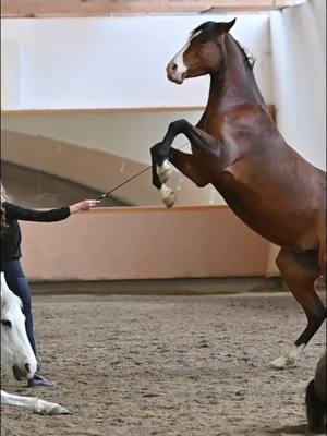 A post by @malikamayr on TikTok caption: Majestic or cute? 👆🏻 I think they‘re both! ❤️ ps watch till the end for Nimedas adorable little smile. IG ➡️ malika.noelle #pferdeliebe #equestrian #libertydressage #freiheitsdressur #pferd #horse #horsesoftiktok #horselover