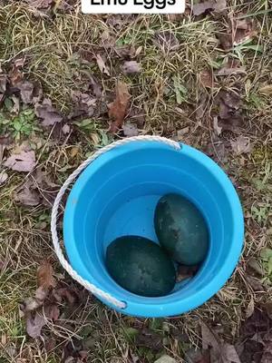 A post by @eddiefarmguy395 on TikTok caption: #emu #emuegg #farmlife #raisingemu