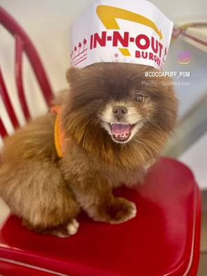 A post by @cocoapuff_pom on TikTok caption: Mom says "Get a job" so here I am. Taste 👅 tester for your favorite pup patties 🤭🤭 They're pawfecto 🍔  Happy Tot Day furiends  . Would you hire me? 🤎🍔🤣👅 . . 🤎🐶🐾👩‍🎨🎨 My book “Becoming a Pawcasso” is available on Amazon (link in bio) #unleashyourinnerartist #paintwithyourdog Check out the most handsomest Mickey Mouse ever, my man … @burnt_marshmallow_pom  ❤️‍🔥 My motto: #sharingsmilesworldwide Member of the #bu_crew👻  #worldpomination👽  #cocoapuff_pom #chocolatepom #funnydog  #Pomeranianlife #pomstagram  #pomofinstagram #teamwink  #igpom