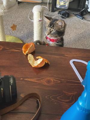 A post by @kutweena on TikTok caption: His curiosity stops at orange peels #catsoftiktok #fypシ #tabbycat #catlover 