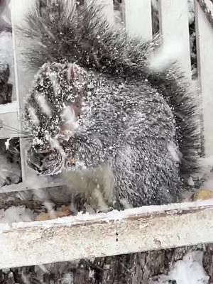 A post by @heyitslee_bekind on TikTok caption: Mornings with the squirrel family in snowy Buffalo! #squirrelsoftiktok #snowstorm #buffalony #sharingiscaring #bekindtowildlife #gobills 