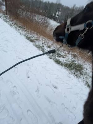 A post by @flodadou4 on TikTok caption: Première neige 😍 #pourtoi #fyp #foryou #viral #rider #horse #equestrian #poulan #snow 