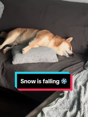 A post by @marczalilaszlo on TikTok caption: A tél nem tágít, Sakè kivan… #snow #winter #cold #shiba #shibainu #foryou #foryoupage #dog